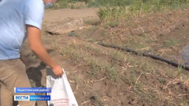 Выявлен очаг произрастания опасного сорняка амброзии полыннолистной