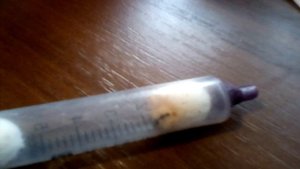 В поисках маток желтых огненных муравьёв, самец муравья сбросил крылья!