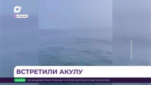 Трехметровую акулу сняли на видео на острове Русском