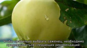Яблоня Папировка