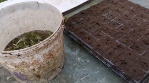 Кассетная рассада малины! Размножение в тумане!