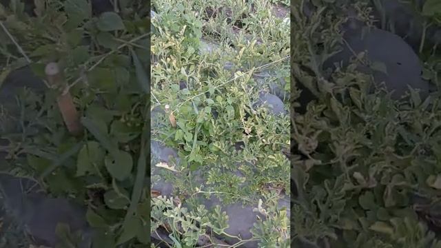 унас арбузы растут смотреть онлайн