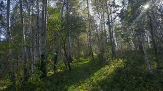 Пение лесных птиц для вашего расслабления, снятия стресса и крепкого сна / Звучание летнего леса смотреть онлайн