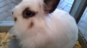 ЛЬВИНОГОЛОВЫЙ КРОЛИК - Lionhead rabbit
