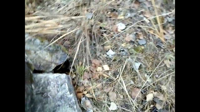 медведь камень #Геокэшинг #Ru Trail
