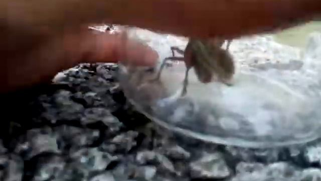 Мы смотрим на то как саранча ест траву смотреть онлайн