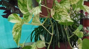 marble queen pothos/sumbul's garden