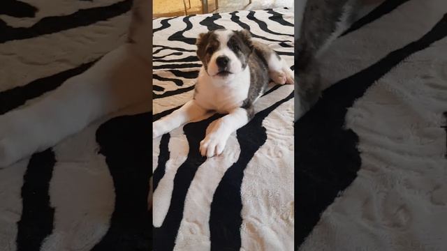 Алабай 2 мес смотреть онлайн