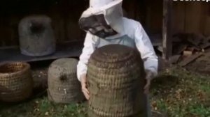 Пчеловодство в сапетках. Европа 70-е годы.  Получение мёда, обслуживание, освобождение от пчел