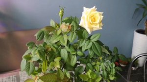 Роза кардана. Домашнее цветение. 1 год дома.