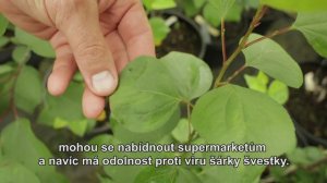 Národního programu konzervace a využití genofondu rostlin a agro-biodiversity