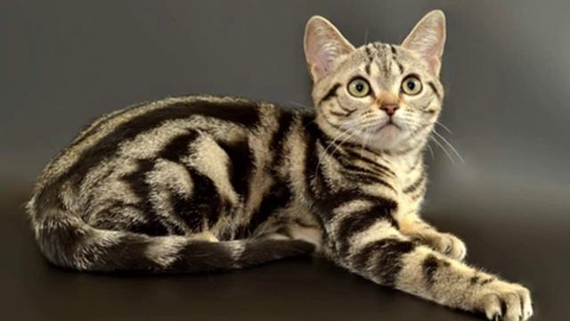 Американская Короткошерстная кошка показ слайдов 2015! смотреть онлайн