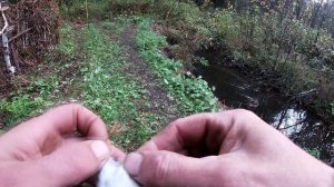 ловля синехвосток Tarsiger cyanurus