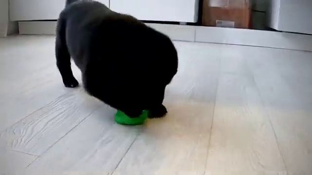 Метис лабрадора и дворняги! Лу́на играет! смотреть онлайн