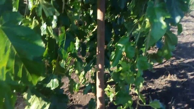 Шелковица плакучая | Plante.md