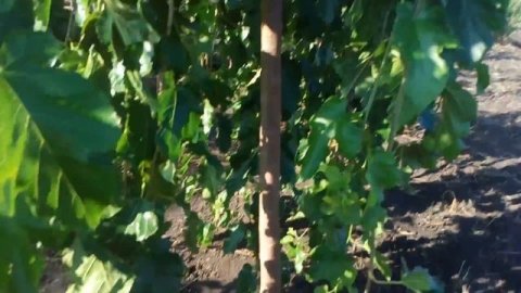 Шелковица плакучая | Plante.md