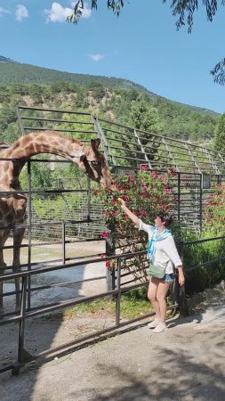 Кормление Жирафа, Ялтинский Зоопарк, Feeding a Giraffe, ZOO