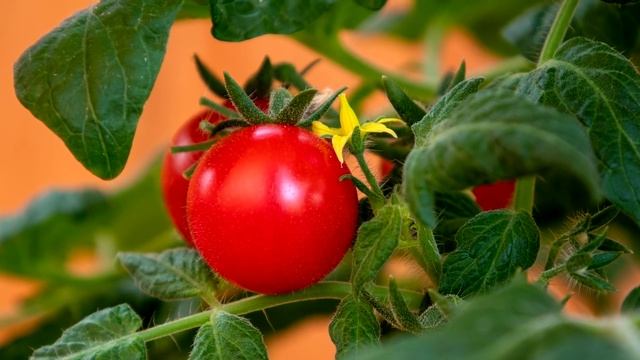 ЭТОТ ОТВАР ЗАМЕНИТ ВСЕ ПОДКОРМКИ ДЛЯ ОГУРЦОВ И ТОМАТОВ! КРУПНЫЙ И РАННИЙ УРОЖАЙ ПРОВЕРЕНО!