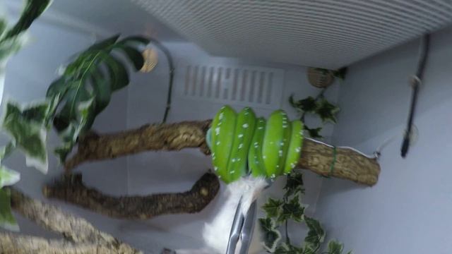 Aru green tree python feeding 2 смотреть онлайн