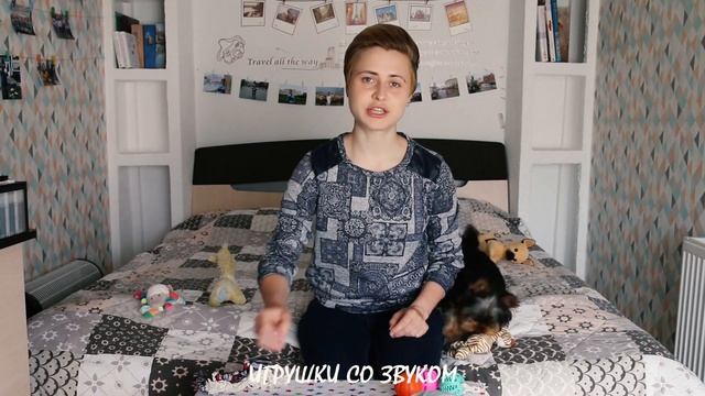 Как выбрать игрушки для йорка: правильные игрушки для собак, какие игрушки купить для щенка в 3 мес