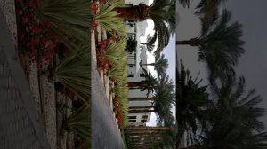 Обзор отеля Reef Oasis Beach Resort 5*