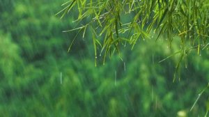 Вы уснете за 10 минут.Сильный тропический дождь  со звуками грома, для сна, учебы и медитации.