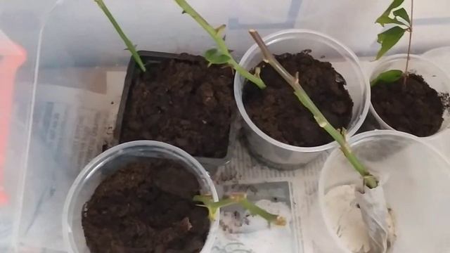 Укоренение черенков роз в туалетной бумаге. Эксперимент.