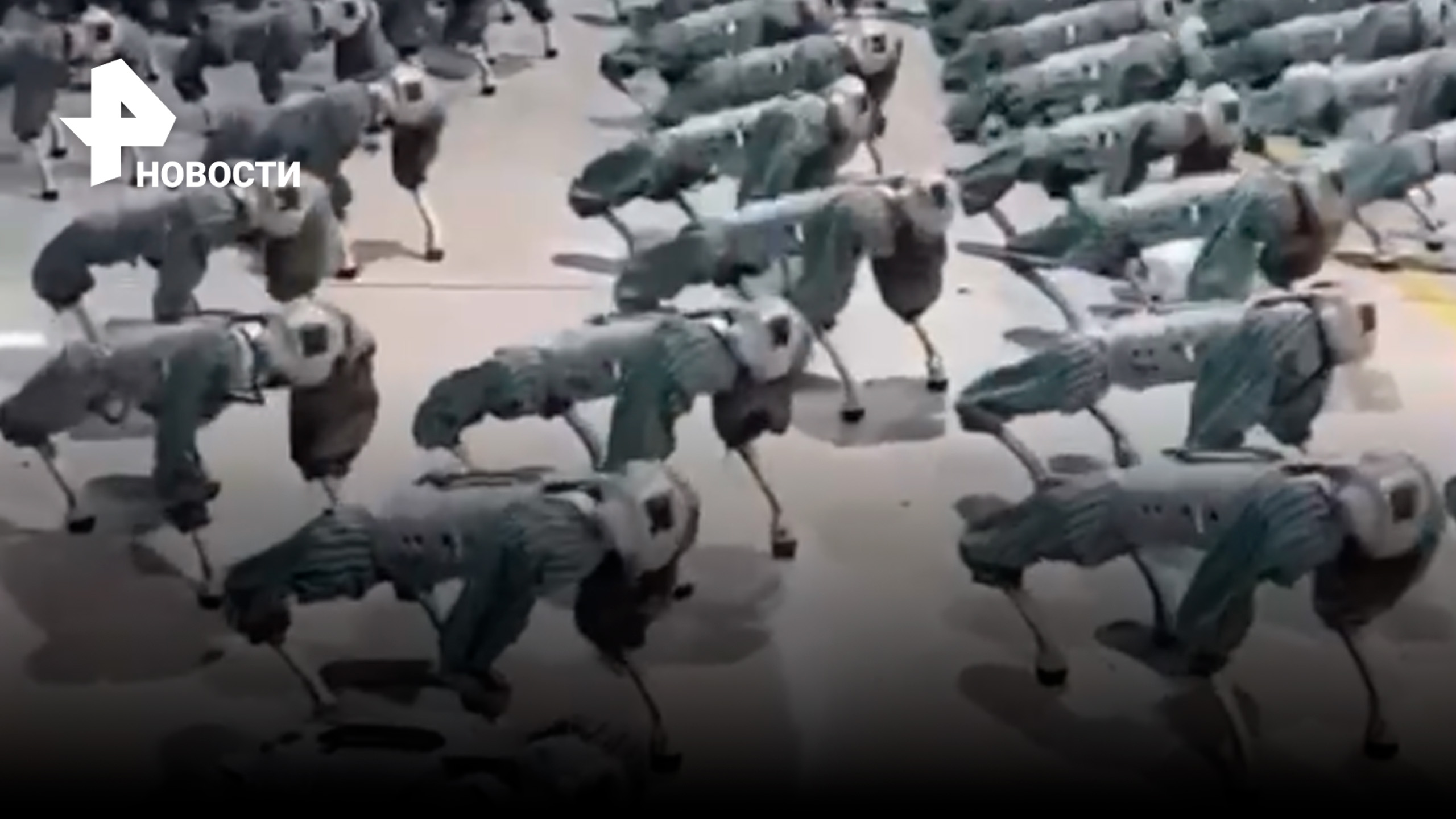 В Китае показали киберпса нового поколения / РЕН Новости