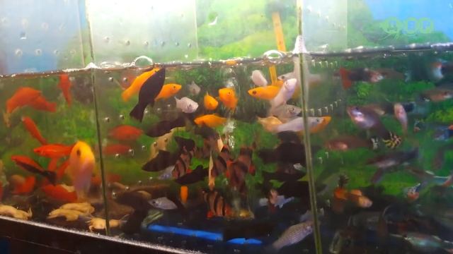 ОБНОВЛЕННЫЙ ЗООРЫНОК НА САЛТОВКЕ! смотреть онлайн