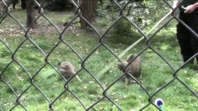 BUND TV: Wildkatzentag im Wildpark Klein Auheim смотреть онлайн