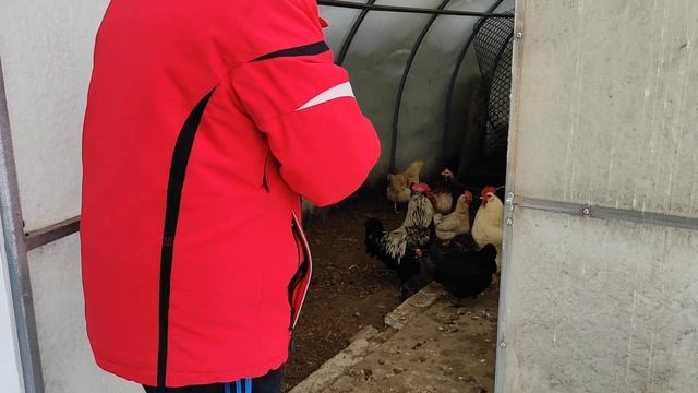 Купили петуха Лакеданзи смотреть онлайн