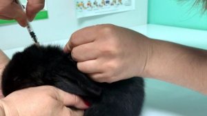 Карликовый кролик предпородажная подготовка.mp4