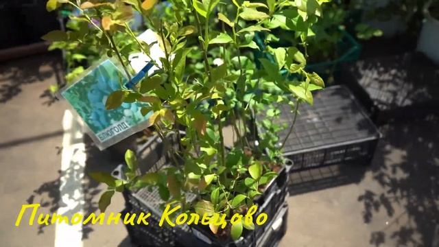 Голубика Блю Голд 3 года — саженцы из питомника Кольцово смотреть онлайн