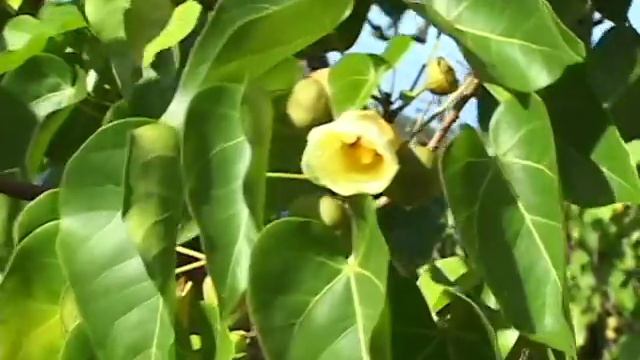 Kalaupapa National Historical Park in 60 Seconds смотреть онлайн