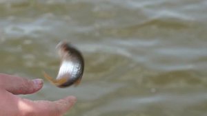 Пруд "Семидесятное"