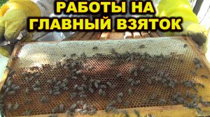 Работы на пасеке. Главный взяток. СПб.