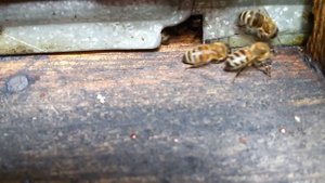 Поведение пчел после обработки Бипин-т