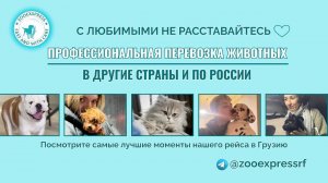 Перевозка животных | Зоотакси | ZOOEXPRESS +79020378656 WhatsApp.