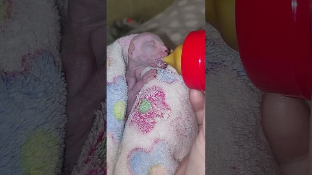 Котятам 5 дней. Одного котёнка начали прикармливать. смотреть онлайн