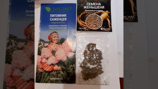 Женьшень семена Белгородская обл. 21 декабря 2022 г. #женьшень #ginseng #인삼씨앗 #павловния  #paulowni