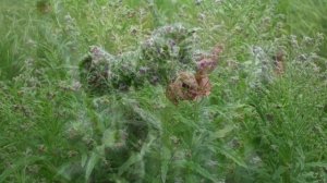 ЦИНОГЛОССУМ,  ЧЕРНОКОРЕНЬ (CYNOGLOSSUM)