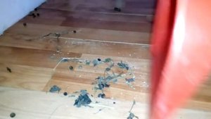 Ежедневная уборка у декоративного кролика. Воняют ли кролики?