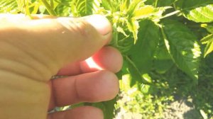 Ремонтантная ежевика Блек Джем/ Blackberry Black Gem