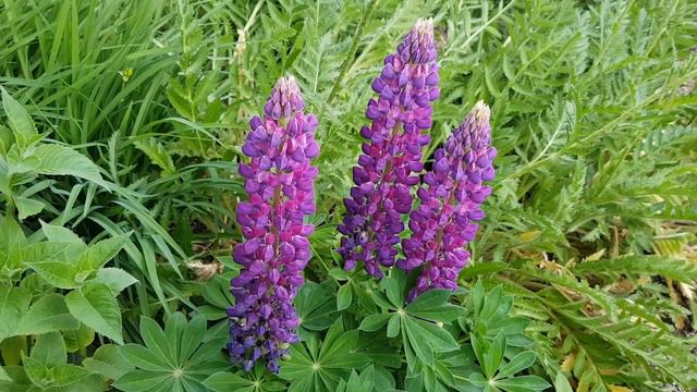 鲁冰花 Lupin 种植及播种 смотреть онлайн
