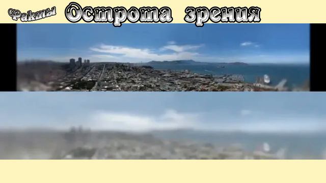 Как Коты Видят Мир, Наглядная демонстрация. #коты #мир смотреть онлайн