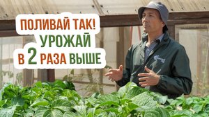 Правильный полив картофеля на огороде. Капельное орошение и дождевание картофеля
