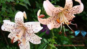 Лилия азиатская Пинк Джайант (lilium asiatic) ? обзор: как сажать, луковицы лилии Пинк Джайант