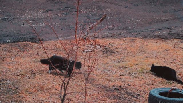 Кто сказал МЯУ? смотреть онлайн