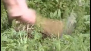 Как построить шалаш в лесу