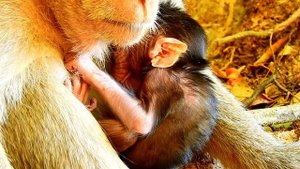 Sweet !! Adorable Baby Maddea Animals Wildlife She Is Trying Hard Hug Mummy To Get Milk Until Sleep